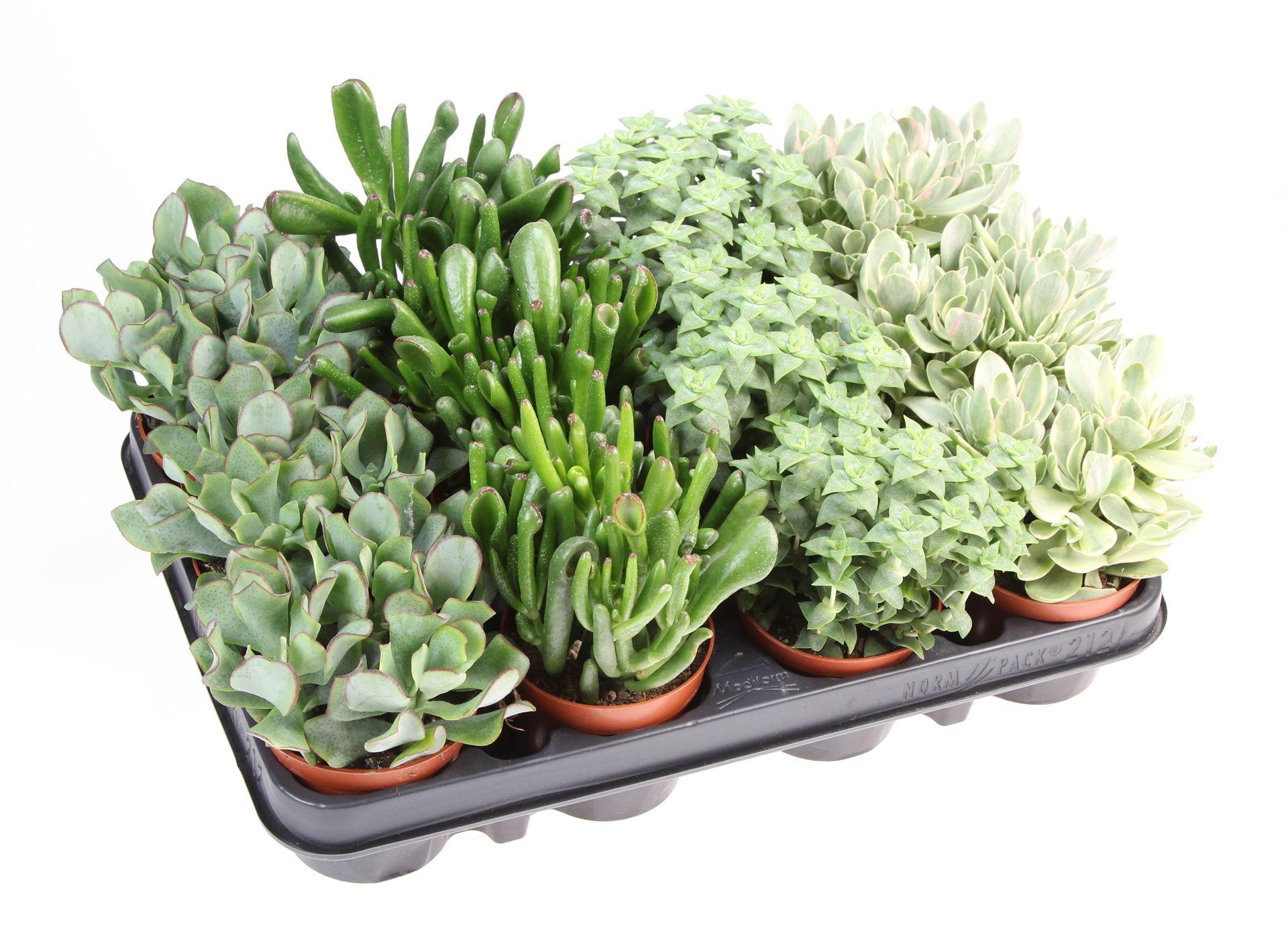 Горшечные цветы и растения оптом Crassula   ...mix от 12шт (для телеги) из Голландии с доставкой по России