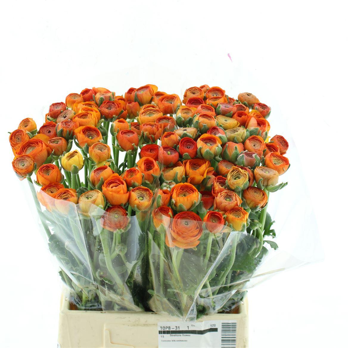 Срезанные цветы оптом Ranunculus elegance orange от 100шт из Голландии с доставкой по России