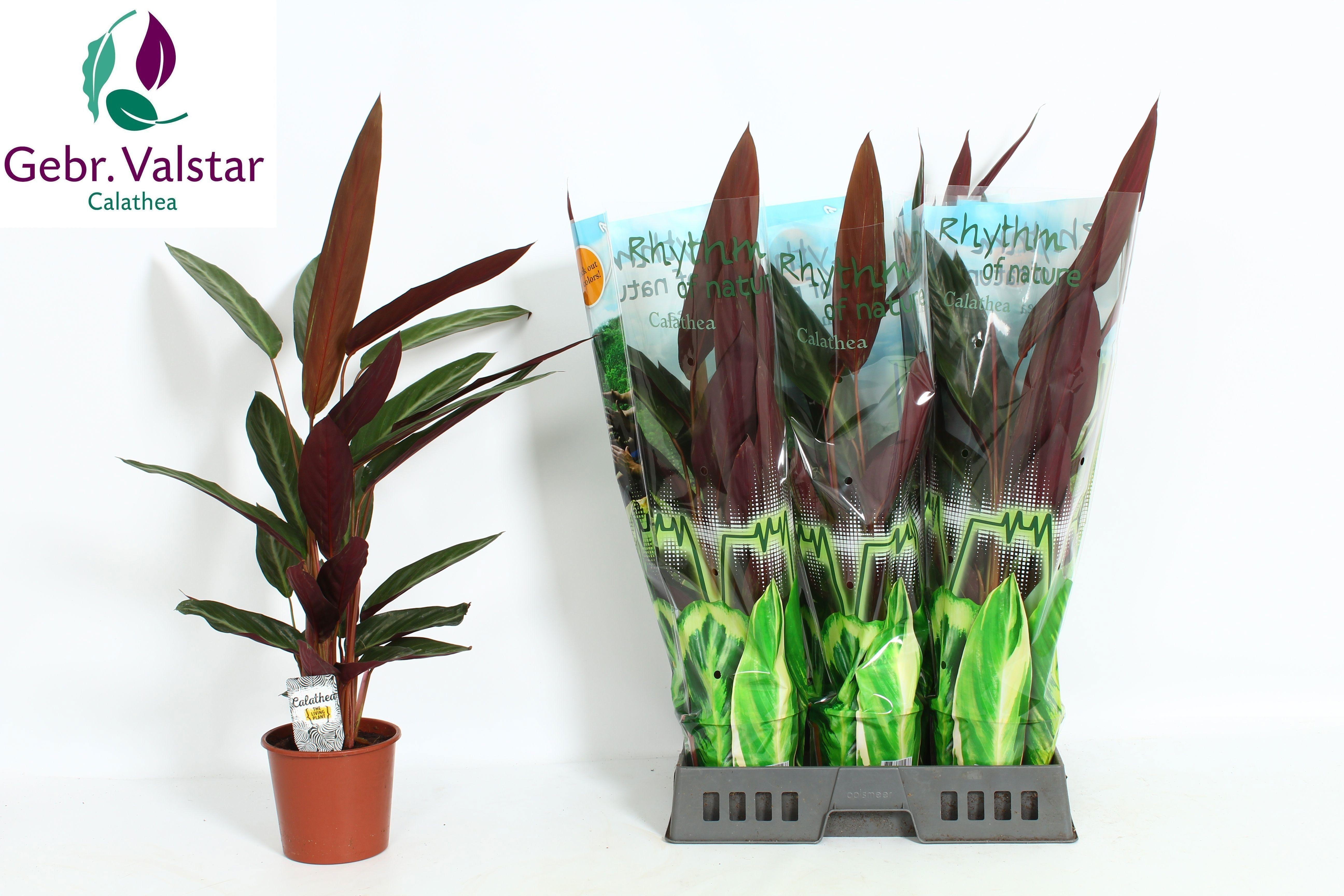 Горшечные цветы и растения оптом Strom Sa Stripestar от 6шт из Голландии с доставкой по России