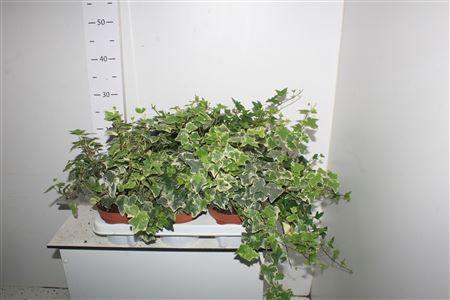 Горшечные цветы и растения оптом Hed He Gem от 6шт из Голландии с доставкой по России