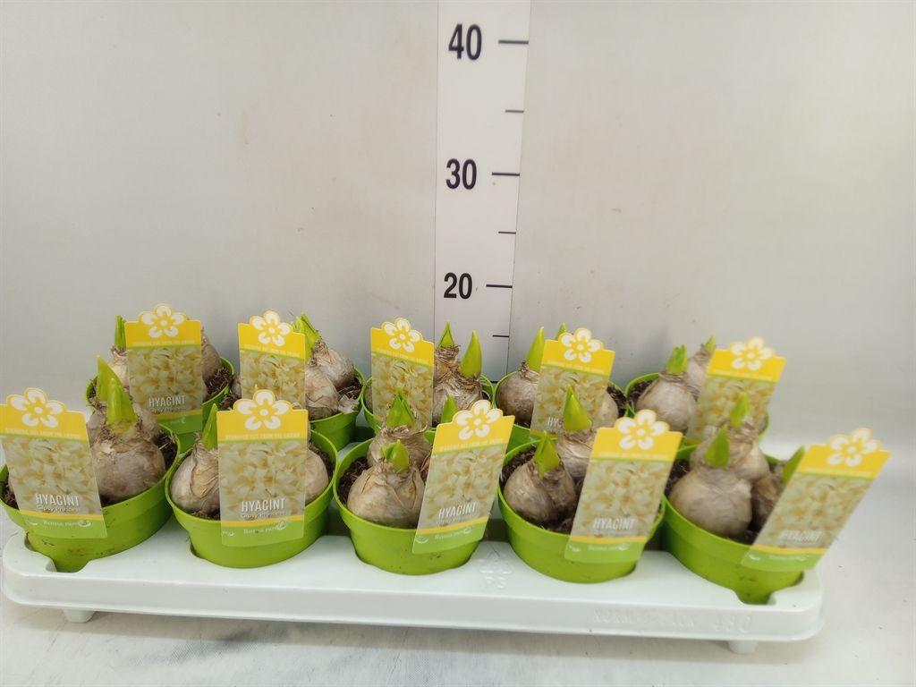 Горшечные цветы и растения оптом Hyacinthus Orie.   ... от 10шт из Голландии с доставкой по России
