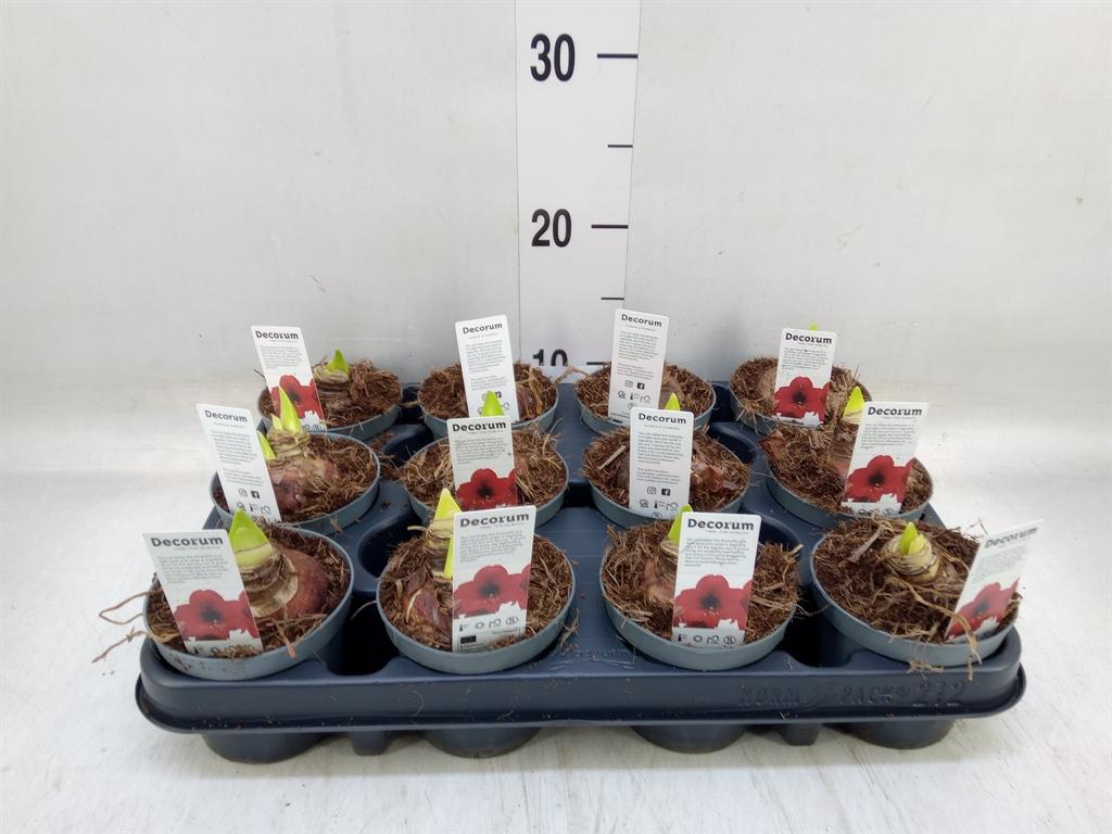 Горшечные цветы и растения оптом Hippeastrum   ... от 12шт (для телеги) из Голландии с доставкой по России