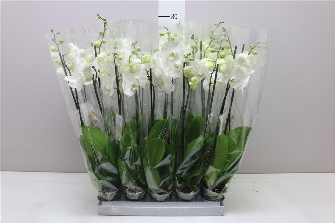 Горшечные цветы и растения оптом Phal Wit 2 Tak от 10шт из Голландии с доставкой по России