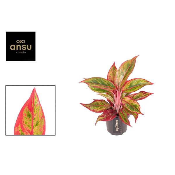 Горшечные цветы и растения оптом Aglaonema Jungle Lava от 6шт из Голландии с доставкой по России