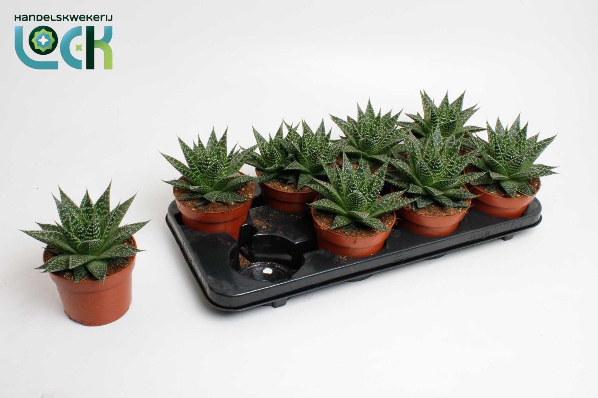 Горшечные цветы и растения оптом Aloe Aristata Special от 8шт из Голландии с доставкой по России