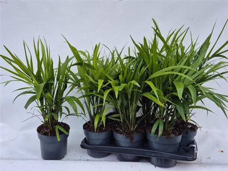 Горшечные цветы и растения оптом Ravenea Rivularis 10pp от 6шт из Голландии с доставкой по России