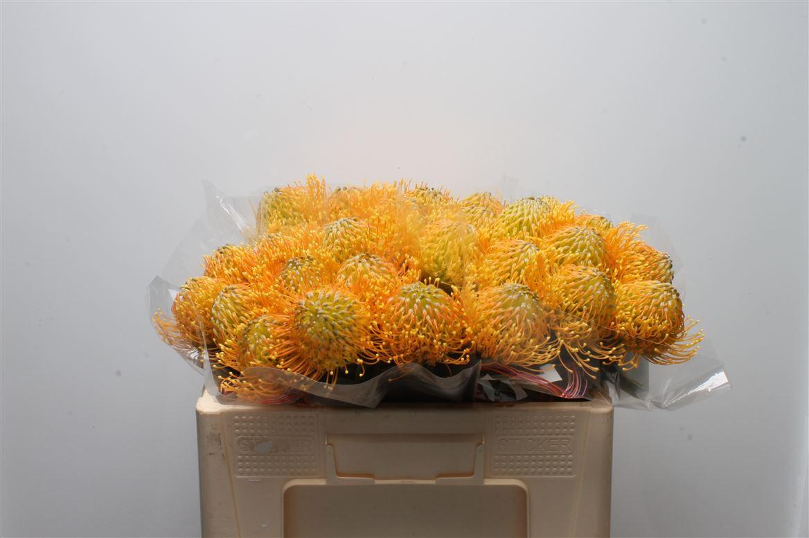 Срезанные цветы оптом Nutans catherina от 30шт из Голландии с доставкой по России