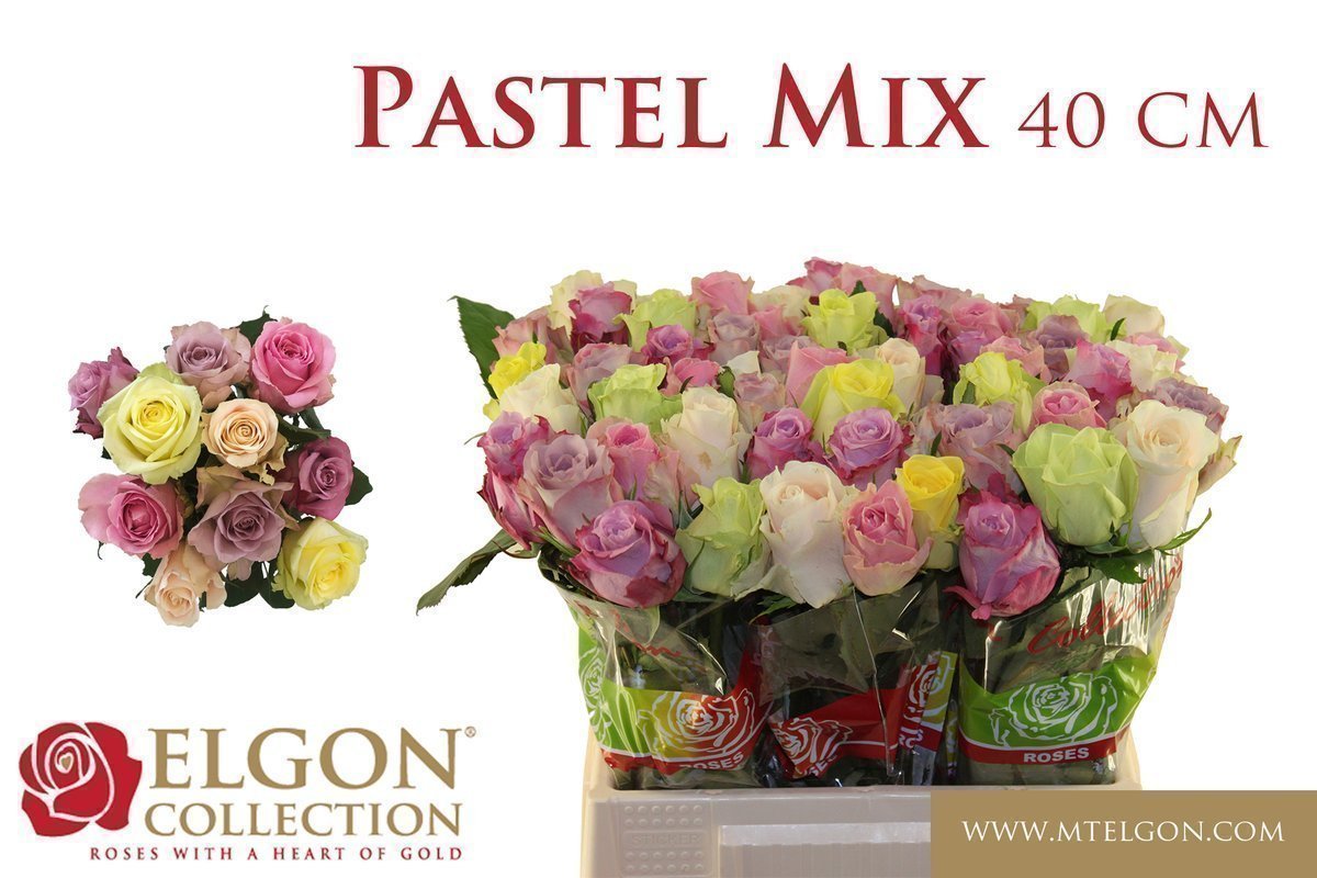 Срезанные цветы оптом Rosa large mix garden VIP roses от 60шт из Голландии с доставкой по России