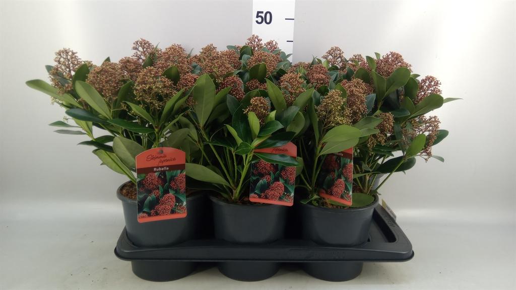 Горшечные цветы и растения оптом Skimmia Jap. rubella от 6шт из Голландии с доставкой по России