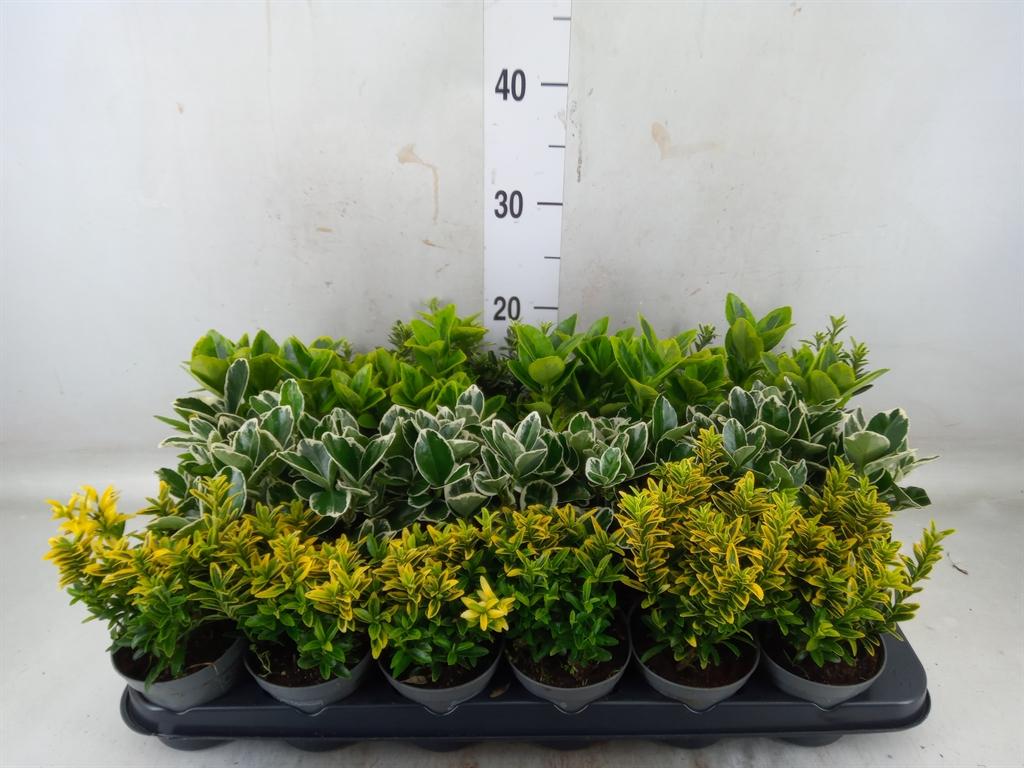 Горшечные цветы и растения оптом Euonymus Japon.   ...mix от 24шт (для телеги) из Голландии с доставкой по России