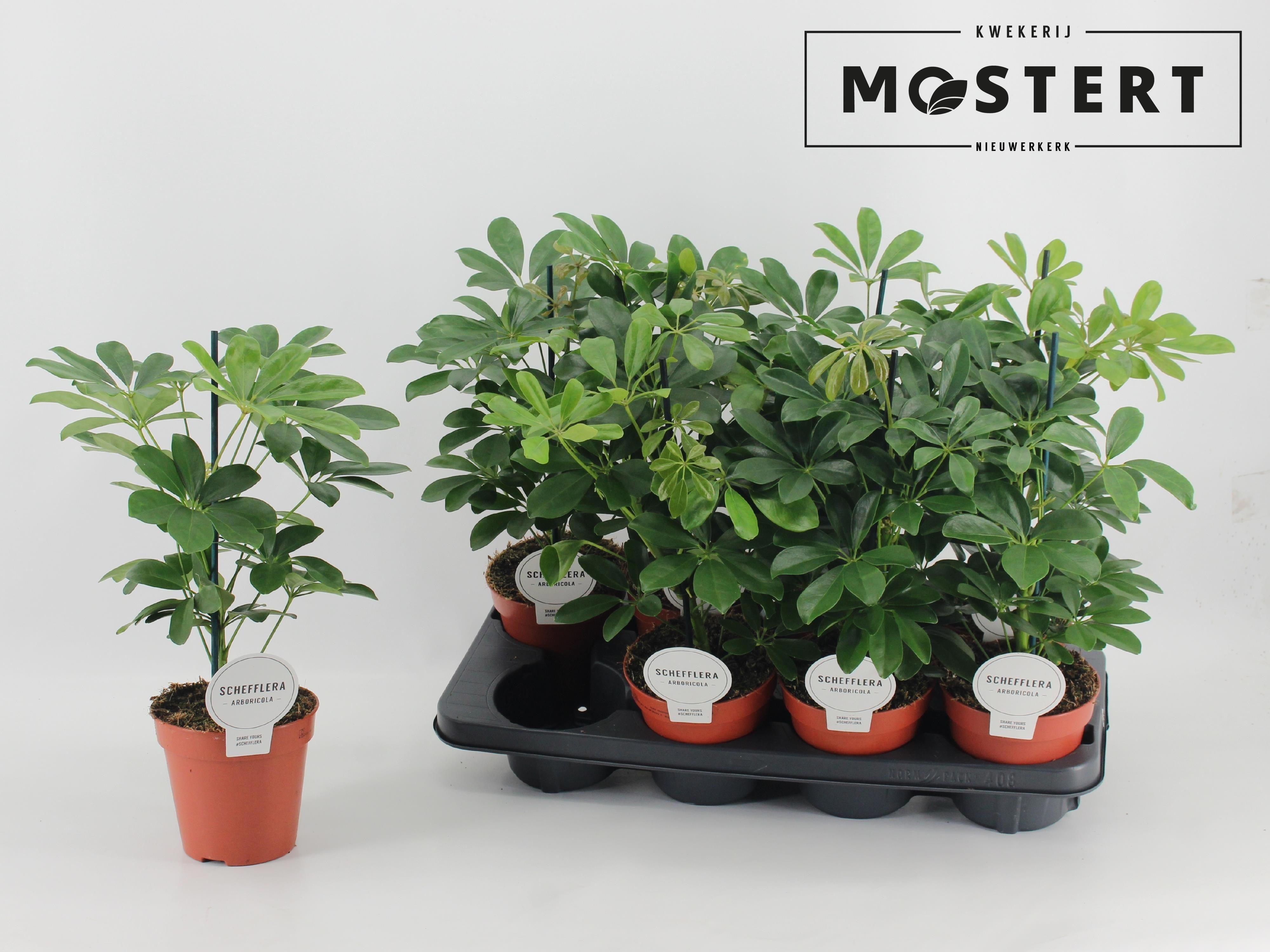 Горшечные цветы и растения оптом Schef Ar Nora от 8шт из Голландии с доставкой по России