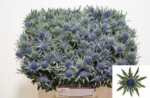 Срезанные цветы оптом Eryngium aquarius от 60шт из Голландии с доставкой по России