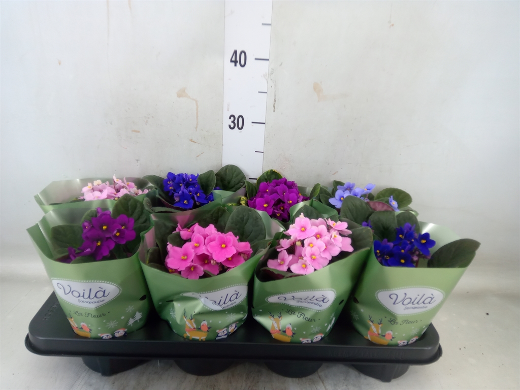 Горшечные цветы и растения оптом Saintpaulia ...mix от 8шт (для телеги) из Голландии с доставкой по России Горшечные цветы и растения оптом Saintpaulia ...mix от 8шт (для телеги) из Голландии с доставкой по России