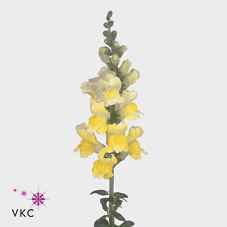 Срезанные цветы оптом Antirrhinum opus yellow от 60шт из Голландии с доставкой по России