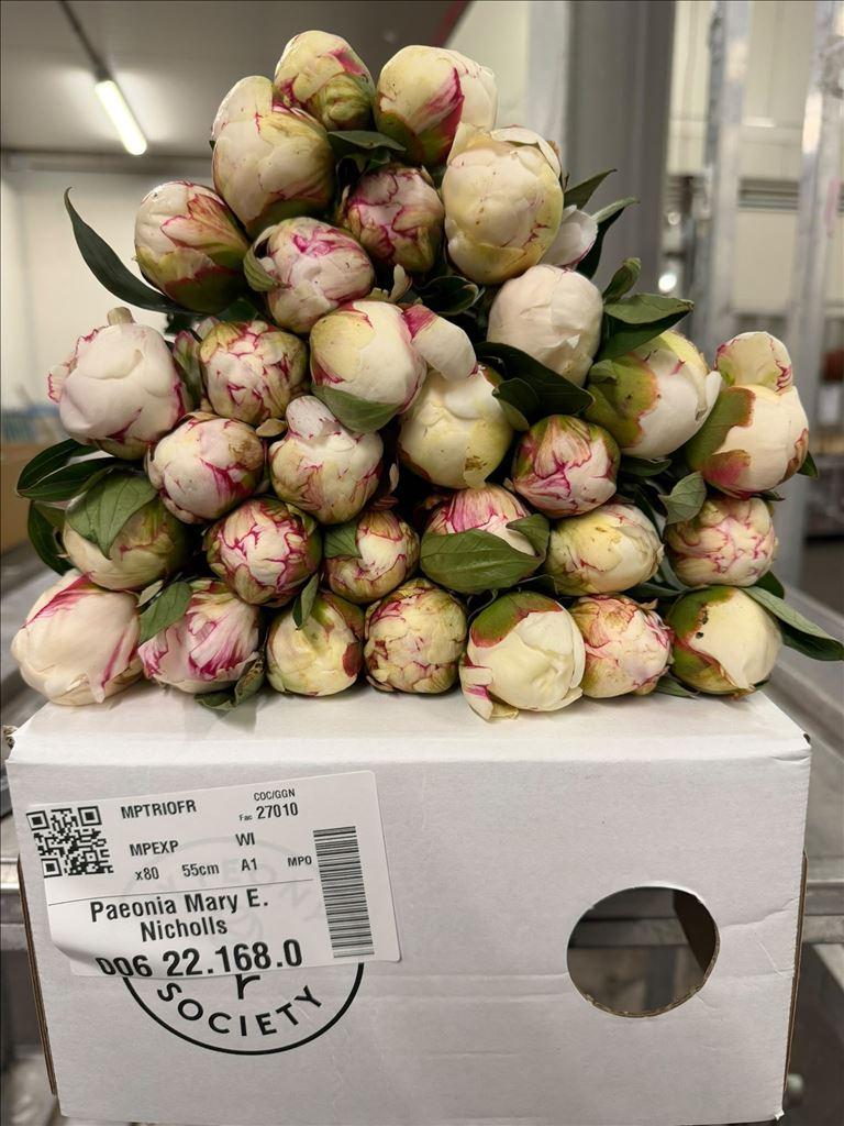 Срезанные цветы оптом Paeonia mary e nicholls от 80шт из Голландии с доставкой по России