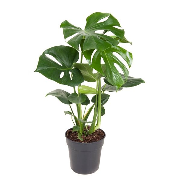 Горшечные цветы и растения оптом Monstera Deliciosa Bush от 1шт из Голландии с доставкой по России