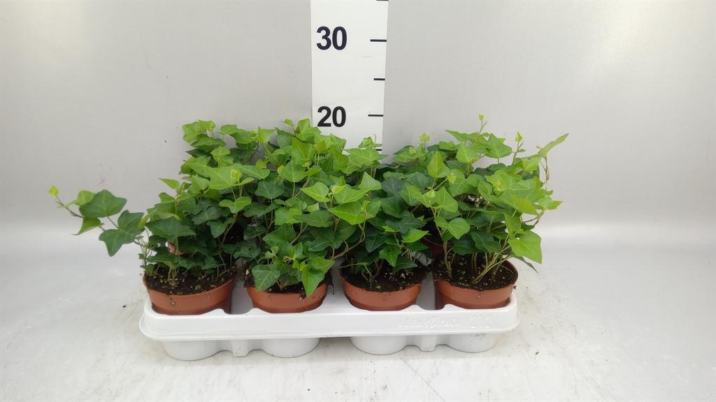 Горшечные цветы и растения оптом Hedera Helix anna от 12шт (для телеги) из Голландии с доставкой по России