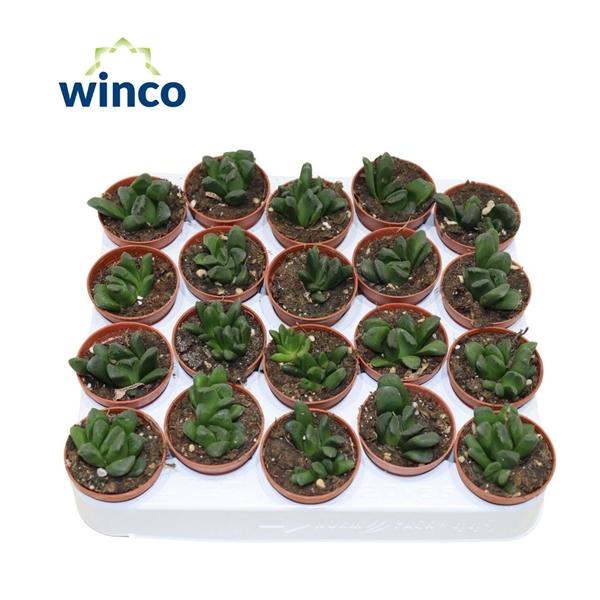 Горшечные цветы и растения оптом Haworthia Maughanii X Truncata от 20шт (для телеги) из Голландии с доставкой по России