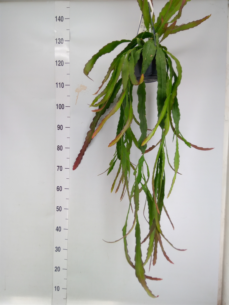 Горшечные цветы и растения оптом Epiphyllum   ... от 1шт из Голландии с доставкой по России