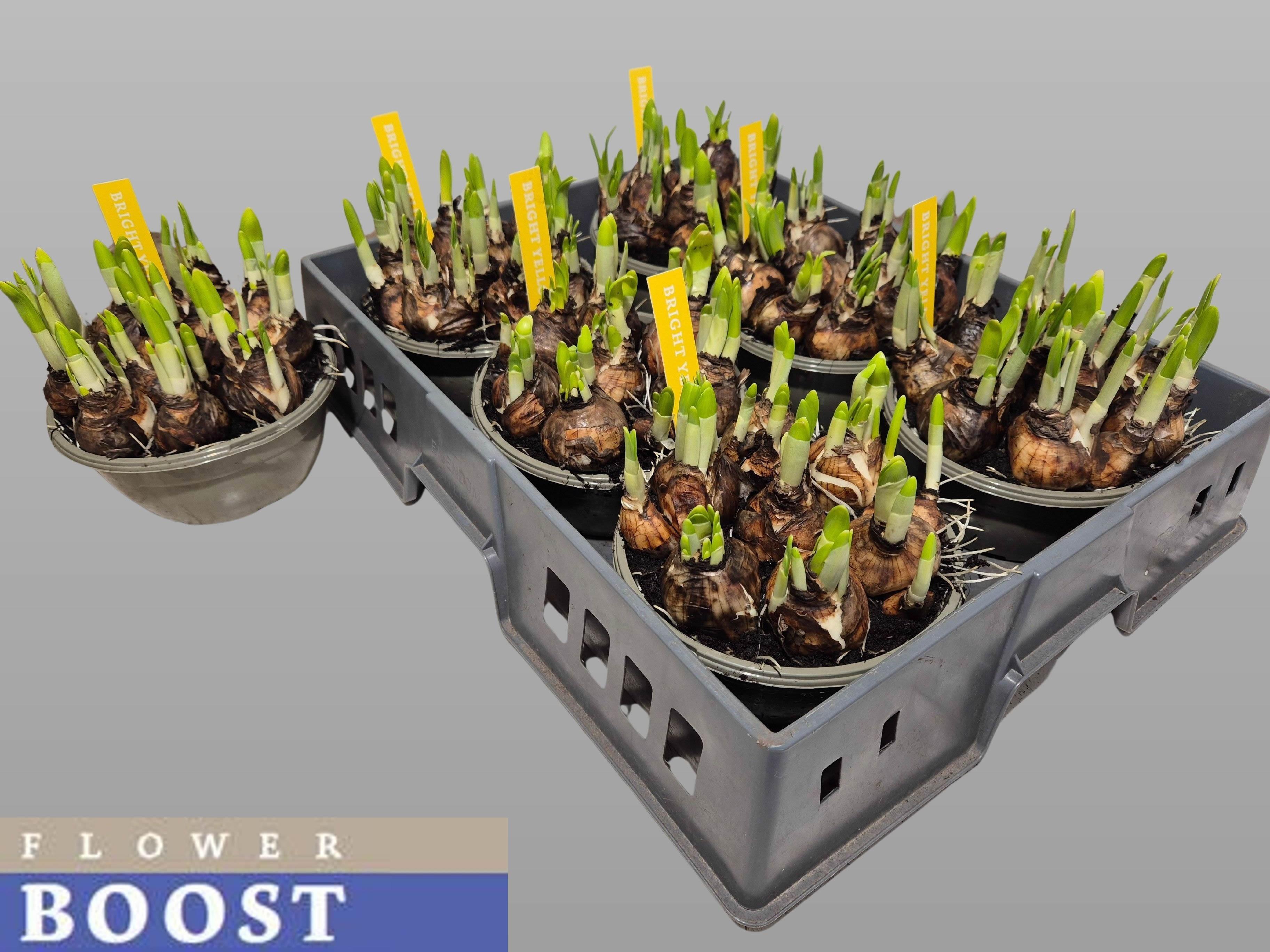 Горшечные цветы и растения оптом Narc O Tete A Tete от 6шт из Голландии с доставкой по России