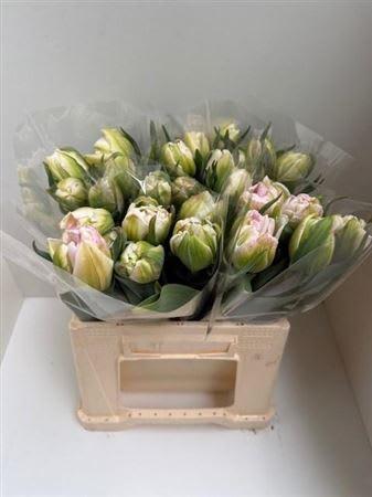Срезанные цветы оптом Tulipa do finola от 25шт из Голландии с доставкой по России