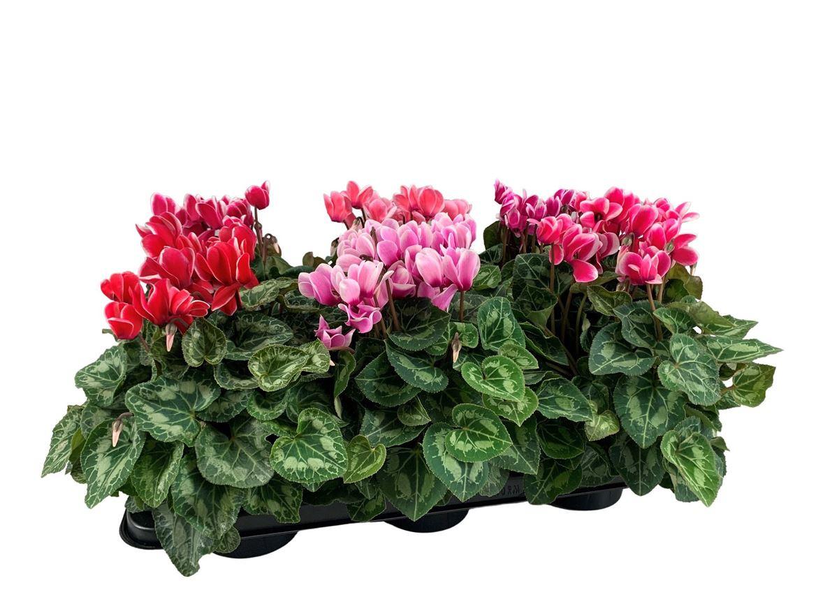 Горшечные цветы и растения оптом Cyclamen Halios Fantasia Mix от 6шт (для телеги) из Голландии с доставкой по России