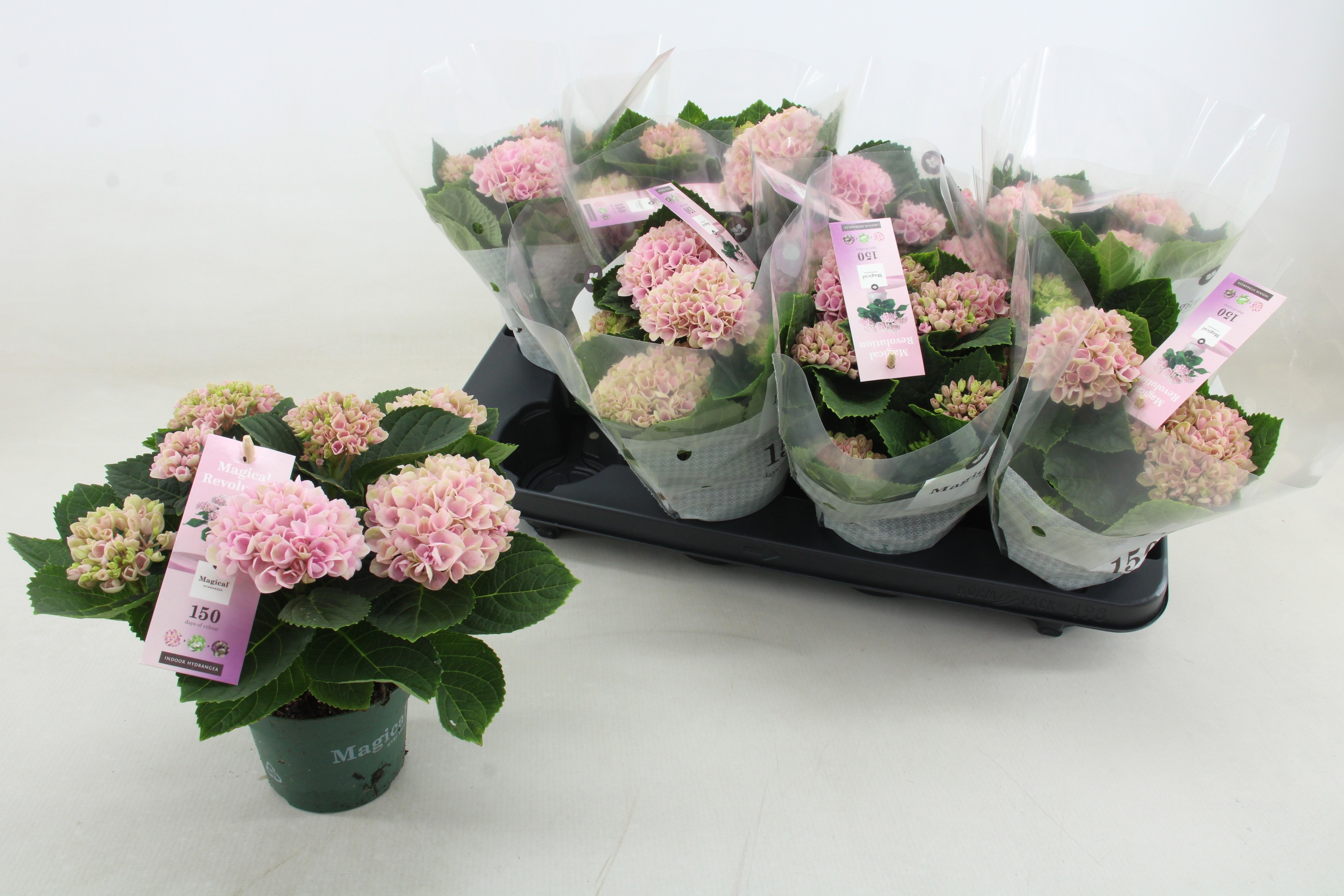 Горшечные цветы и растения оптом Hydr M Mag Revolutio от 8шт из Голландии с доставкой по России