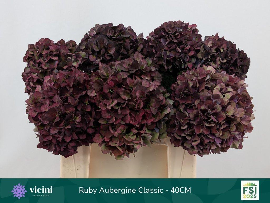 Срезанные цветы оптом Hydrangea mag ruby red classic purple от 10шт из Голландии с доставкой по России Срезанные цветы оптом Hydrangea mag ruby red classic purple от 10шт из Голландии с доставкой по России