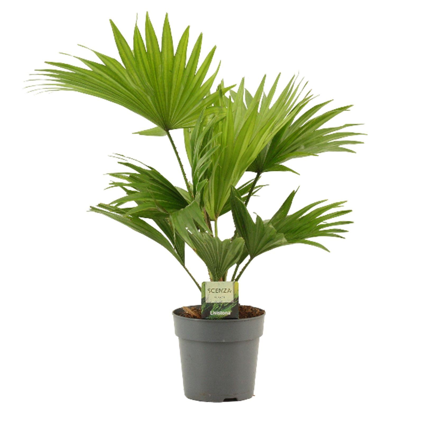 Горшечные цветы и растения оптом Livistona Rotundifolia от 10шт из Голландии с доставкой по России