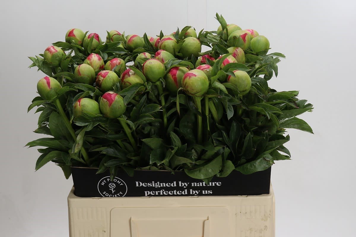 Срезанные цветы оптом Paeonia coral sunset от 40шт. из Голландии с доставкой по России