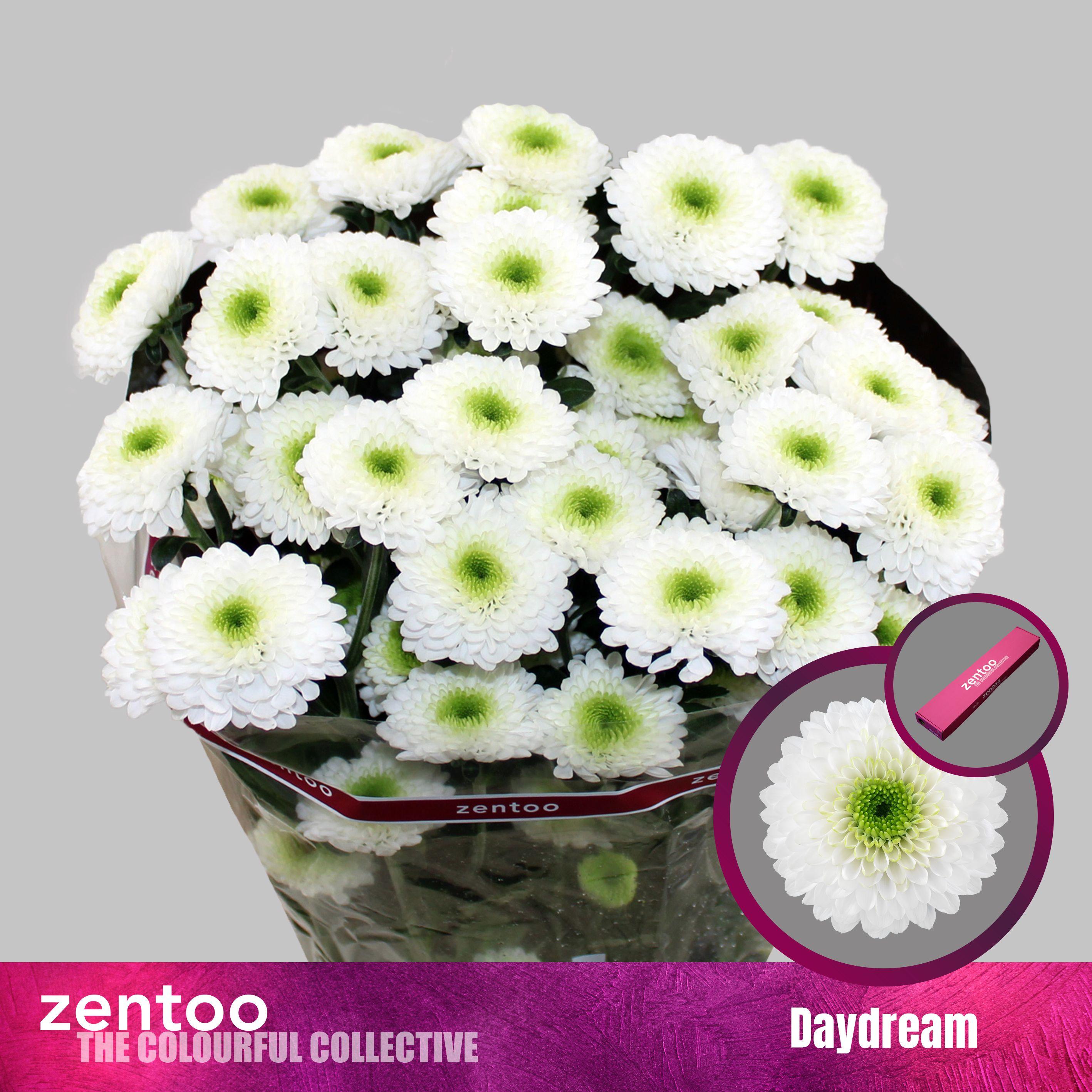 Срезанные цветы оптом Chrys sp daydream от 20шт из Голландии с доставкой по России