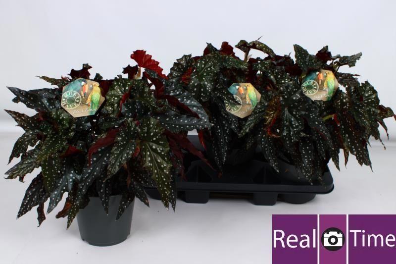 Горшечные цветы и растения оптом Beg Ma Black Forest от 3шт (для телеги) из Голландии с доставкой по России