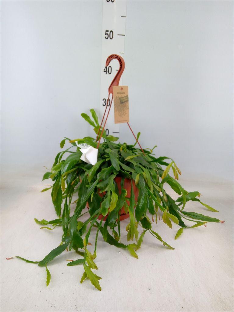 Горшечные цветы и растения оптом Rhipsalis   ... от 1шт из Голландии с доставкой по России