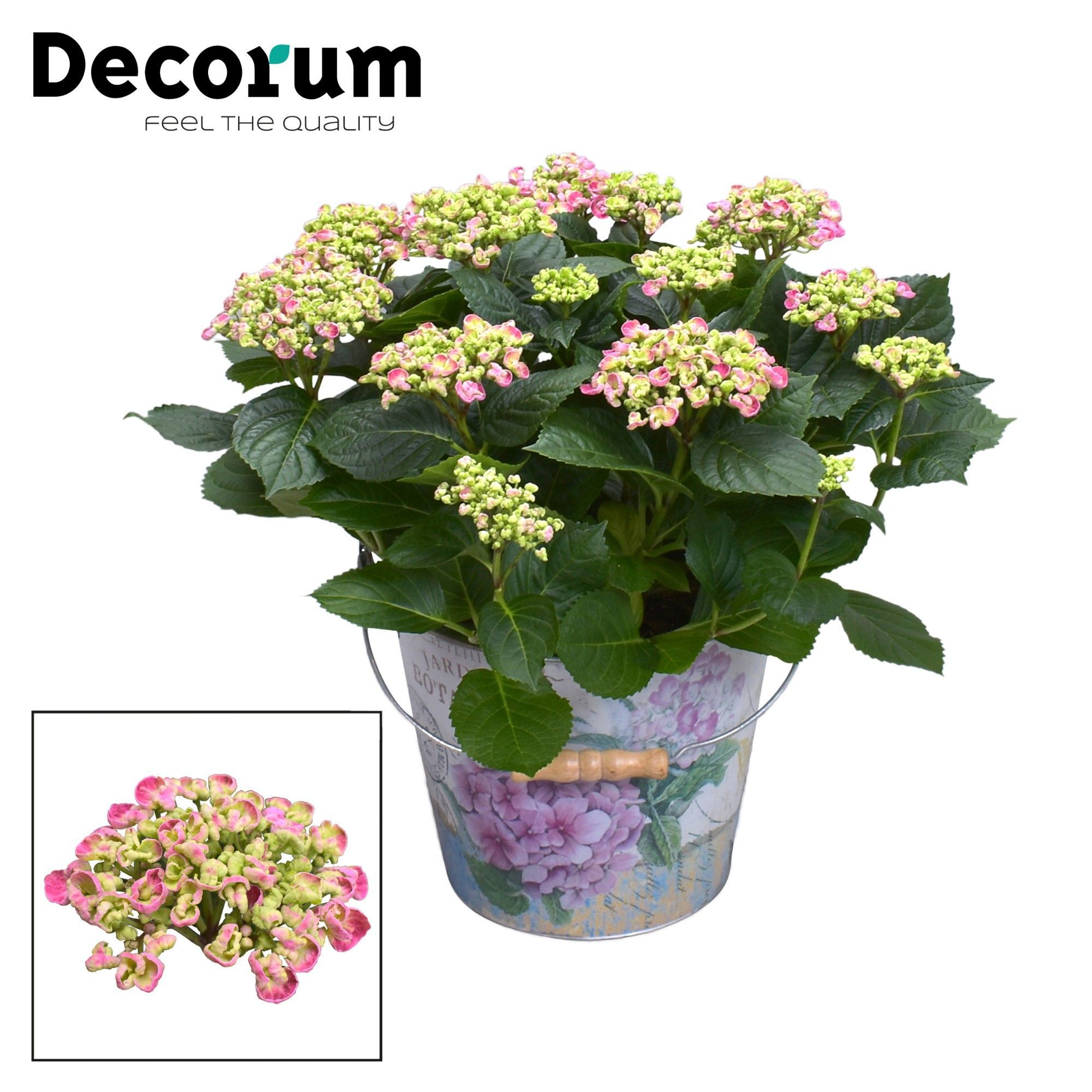 Горшечные цветы и растения оптом Hydrangea Ma Curly Wurly Pink In Bucket (decorum) от 1шт из Голландии с доставкой по России