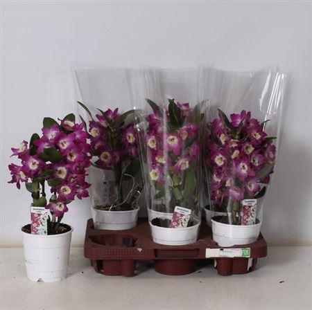 Горшечные цветы и растения оптом Dend Nobile 2 Branches от 6шт из Голландии с доставкой по России