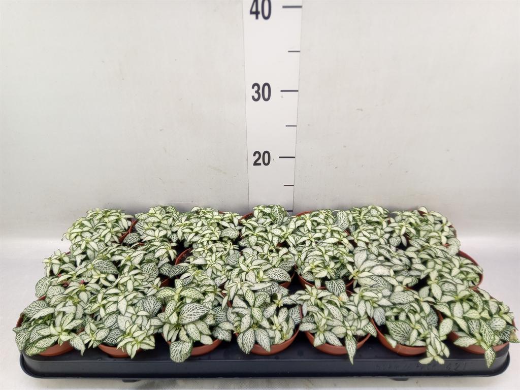 Горшечные цветы и растения оптом Fittonia White Forest Flame от 21шт (для телеги) из Голландии с доставкой по России