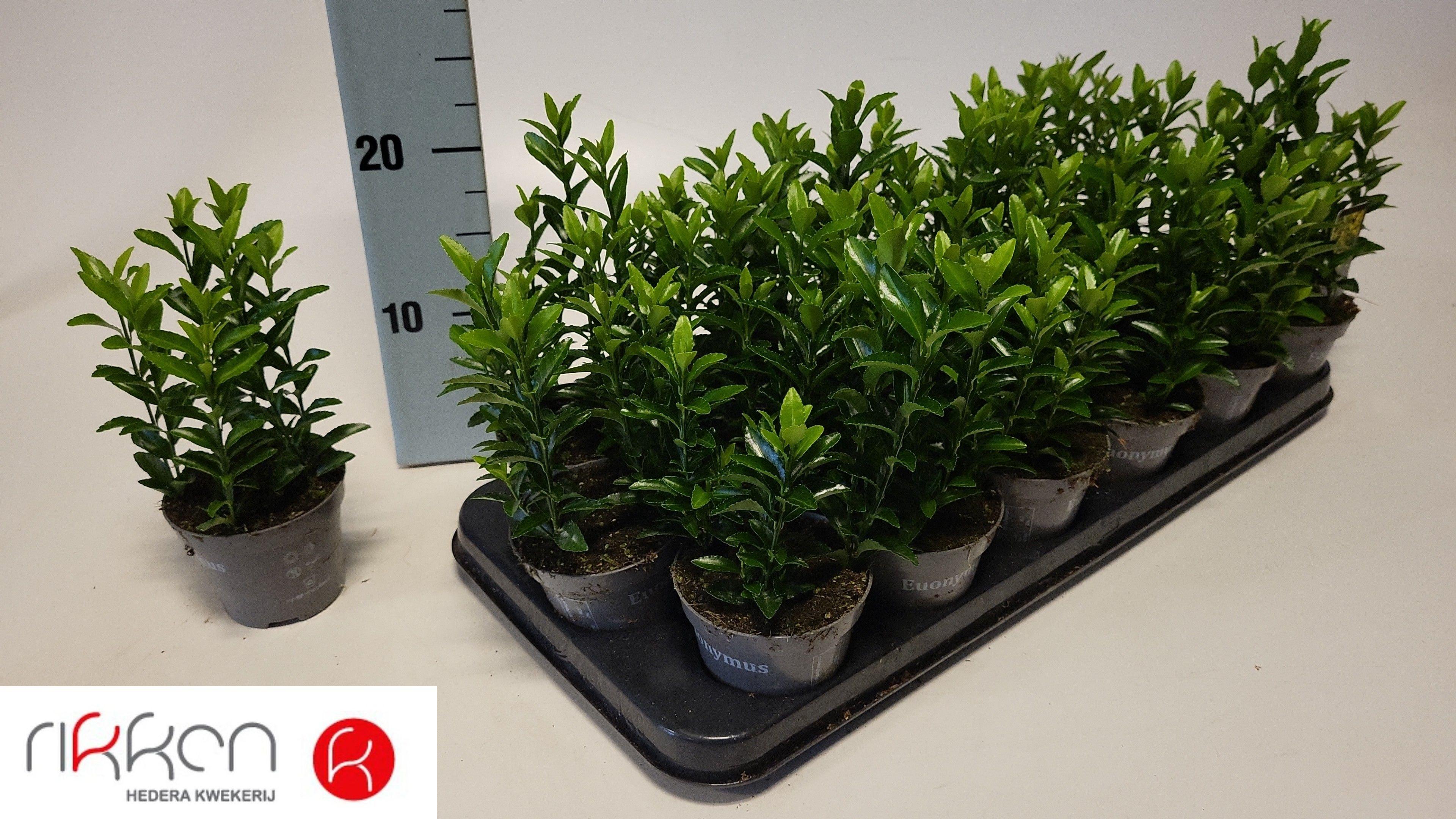 Горшечные цветы и растения оптом Euonymus Ja Gr Spire от 18шт (для телеги) из Голландии с доставкой по России