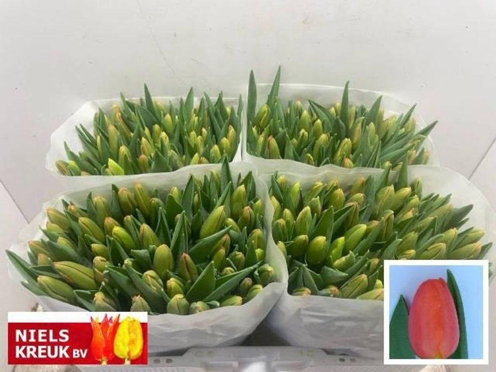 Срезанные цветы оптом Tulipa si orange juice от 200шт из Голландии с доставкой по России