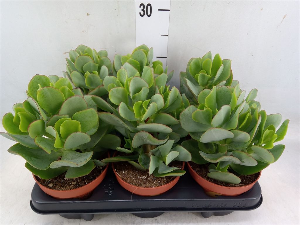 Горшечные цветы и растения оптом Crassula Arborescens от 6шт из Голландии с доставкой по России