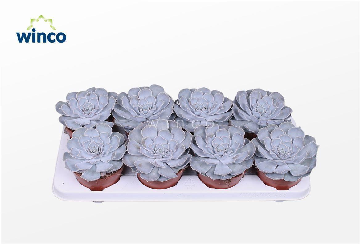 Горшечные цветы и растения оптом Echeveria Lilacina от 8шт из Голландии с доставкой по России