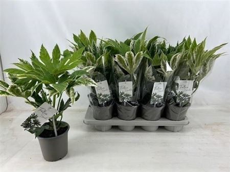 Горшечные цветы и растения оптом Fatsia Variegata Bontbladig от 8шт из Голландии с доставкой по России