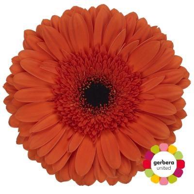 Срезанные цветы оптом Gerbera capella от 25шт из Голландии с доставкой по России
