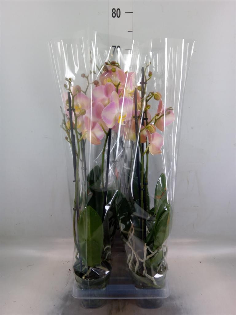 Горшечные цветы и растения оптом Phalaenopsis   ...rose от 4шт из Голландии с доставкой по России