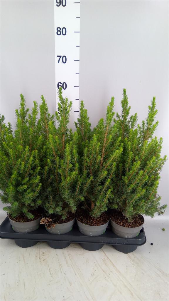 Горшечные цветы и растения оптом Picea Glauca december от 8шт из Голландии с доставкой по России