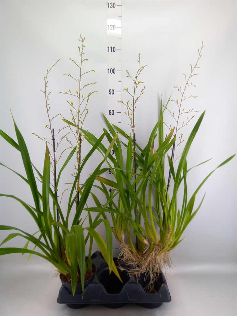Горшечные цветы и растения оптом Orchideeen   ... от 2шт из Голландии с доставкой по России