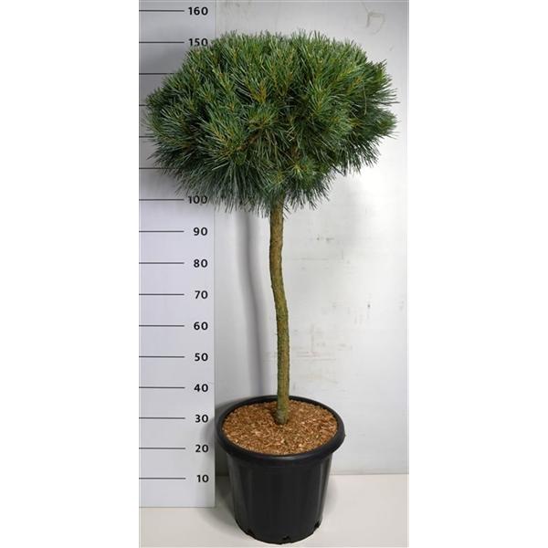 Горшечные цветы и растения оптом Pinus Sylv Chantry Blue On Stem от 1шт из Голландии с доставкой по России