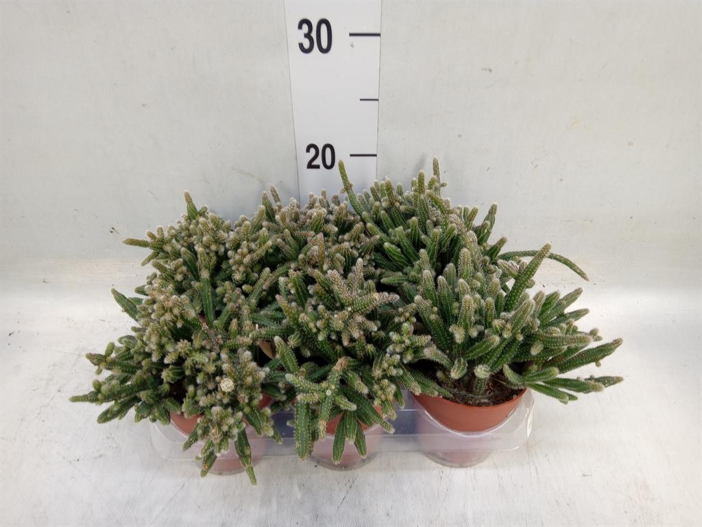 Горшечные цветы и растения оптом Rhipsalis Baccifera Subsp. Horrida от 6шт (для телеги) из Голландии с доставкой по России