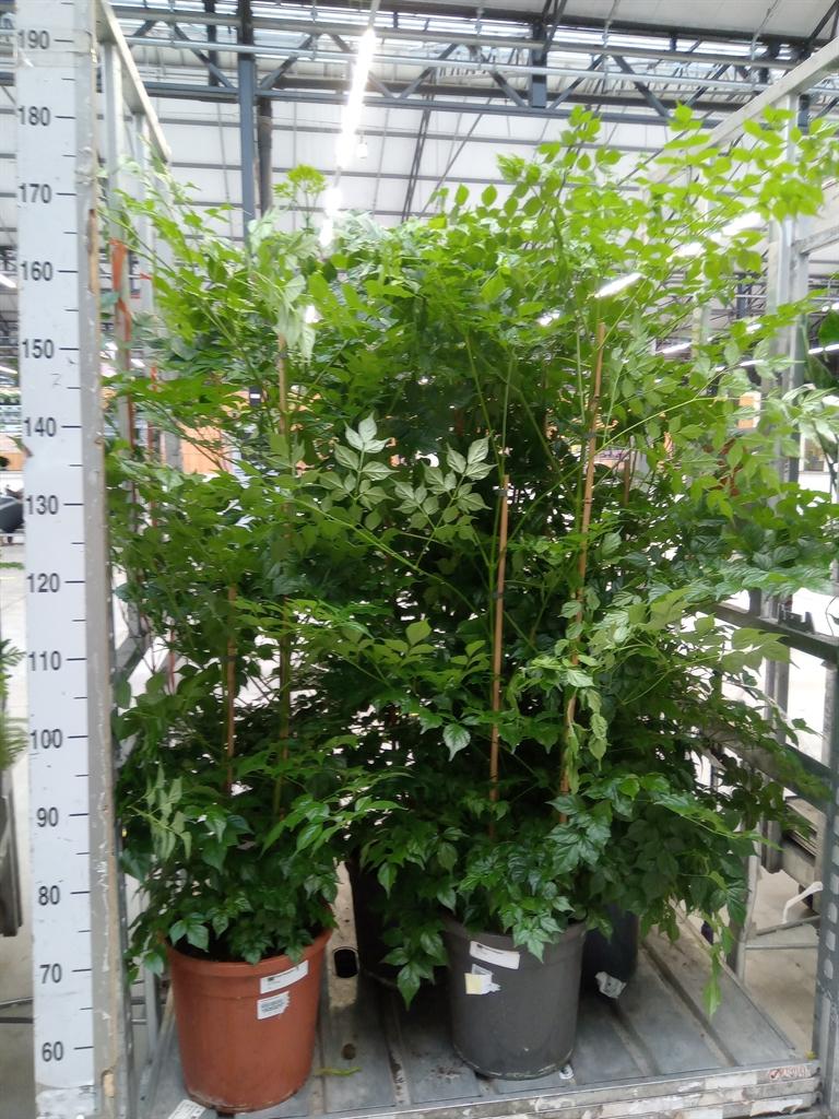 Горшечные цветы и растения оптом Radermachera Sinica от 1шт из Голландии с доставкой по России