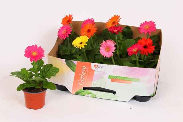 Горшечные цветы и растения оптом Gerb Open Air Gem от 12шт из Голландии с доставкой по России