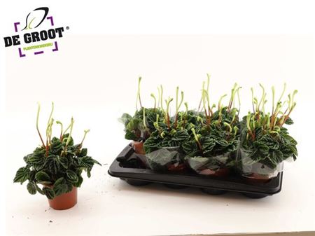 Горшечные цветы и растения оптом Peperomia Lilian + Flower от 8шт из Голландии с доставкой по России